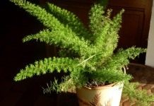 Аспарагус густоцветковый (Asparagus densiflorus)