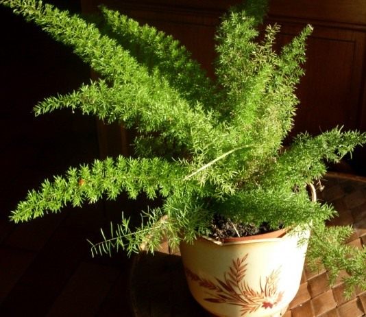 Аспарагус густоцветковый (Asparagus densiflorus)