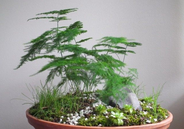 Аспарагус перистый (Asparagus setaceus)