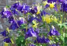 Аквилегия, или Водосбор, или Орлик (Aquilegia)