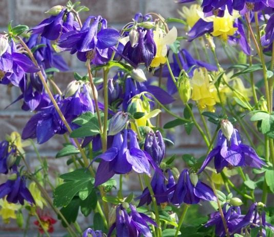 Декоративные таланты аквилегии - Цветник и ландшафт Аквилегия, или Водосбор, или Орлик (Aquilegia)