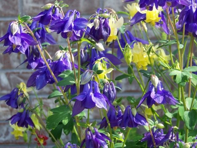 Аквилегия, или Водосбор, или Орлик (Aquilegia)