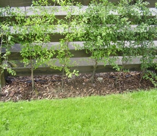 Как замаскировать растениями компостную яму - Цветник и ландшафт Стенки компостной кучи прикрыты тёрном