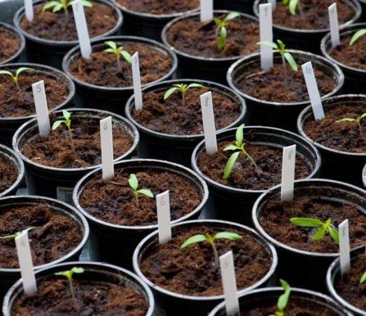 Рассада томатов