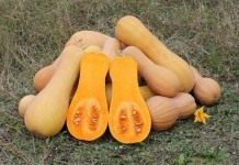 Тыква мускатная (ореховая) (Cucurbita moschata), сорт «Баттернат»