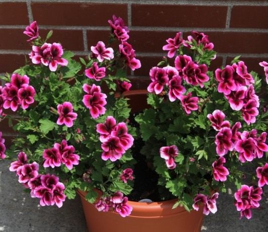 Герань «Королевская лилия»