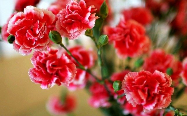 Гвоздика садовая, или Гвоздика голландская, Шабо