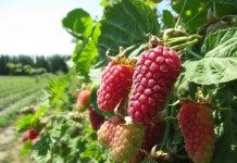 Логанберри, Логанова ягода, или ягода Логана (Loganberry)