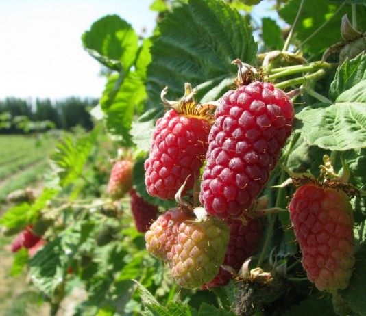 Логанберри, Логанова ягода, или ягода Логана (Loganberry)