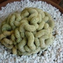 Маммиллярия удлинённая (Mammillaria elongata)