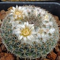 Маммиллярия превосходная (Mammillaria perbella)