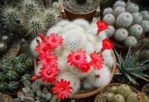 Маммиллярия сенилис (старческая) (Mammillaria senilis)