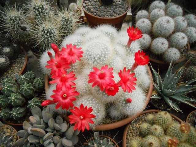 Маммиллярия сенилис (старческая) (Mammillaria senilis)