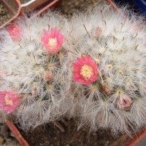 Маммиллярия бокасанская (бокасана) (Mammillaria bocasana)