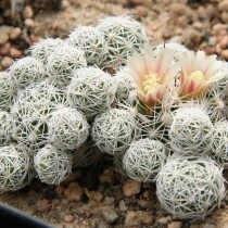 Маммиллярия изящная (Mammillaria gracilis)