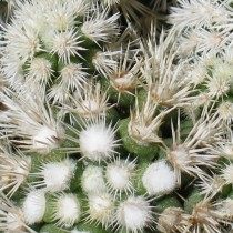 Маммиллярия изящная (Mammillaria gracilis)