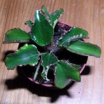 Peperomia macrothyrsa Peperomia macrothyrsa