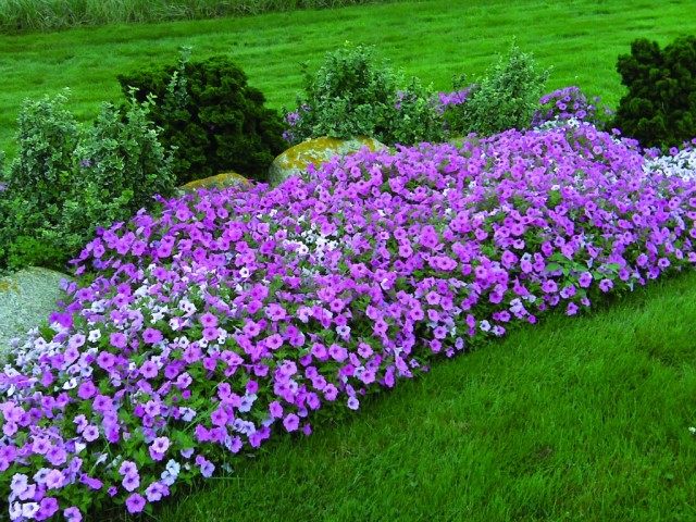 Клумба с петуниями