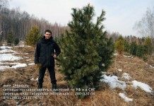 Сибирский кедр, Сосна сибирская кедровая