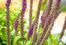 Дубровник гирканский (teucrium hircanicum)