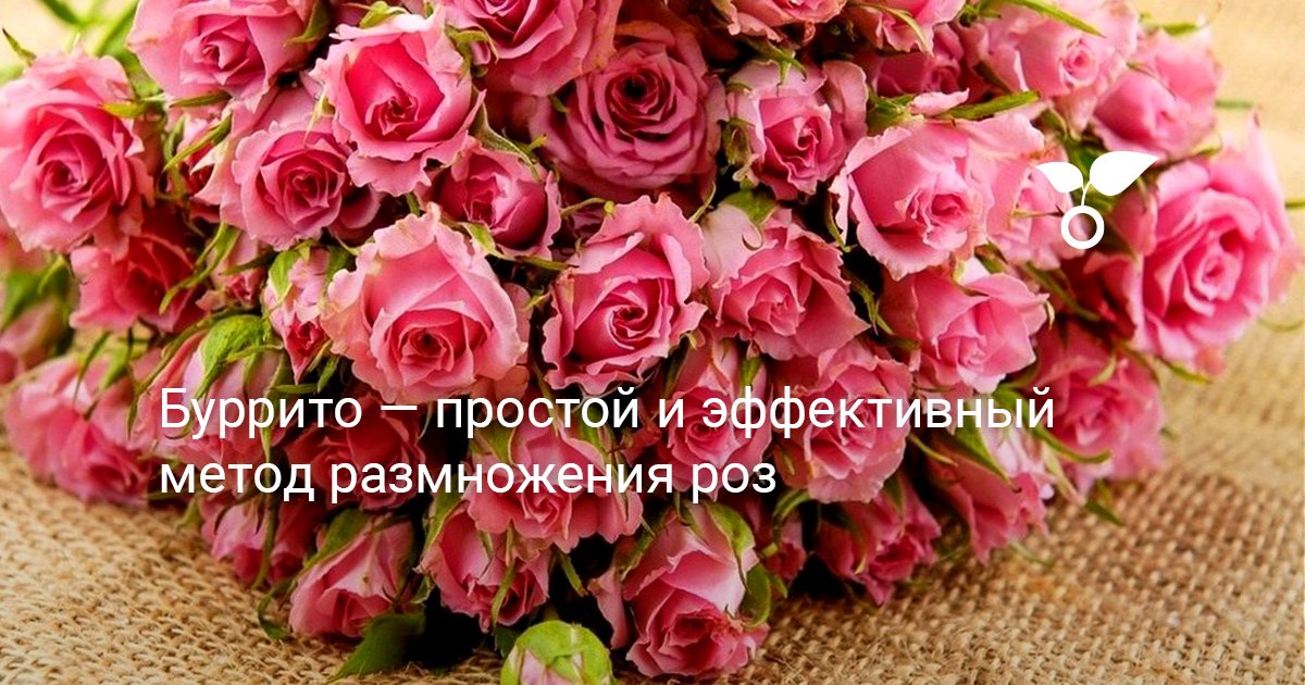 Буррито — простой и эффективный метод размножения роз