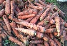 Морковь, готовая к закладке на хранение