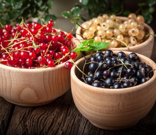 Смородина — капризная дама или культура с особенностями? - Ягодник Смородина — капризная дама или культура с особенностями?