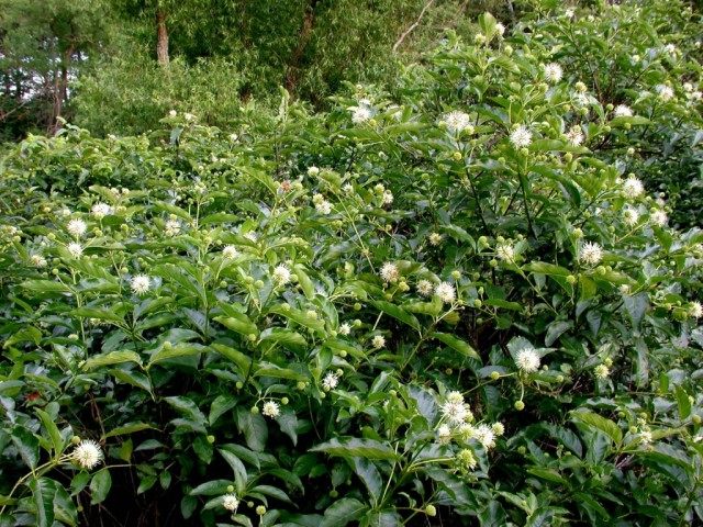 Цветоголовник западный (Cephalanthus occidentalis)