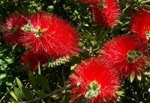 Каллистемон (Callistemon), или Красивотычиночник, или Краснотычиночник