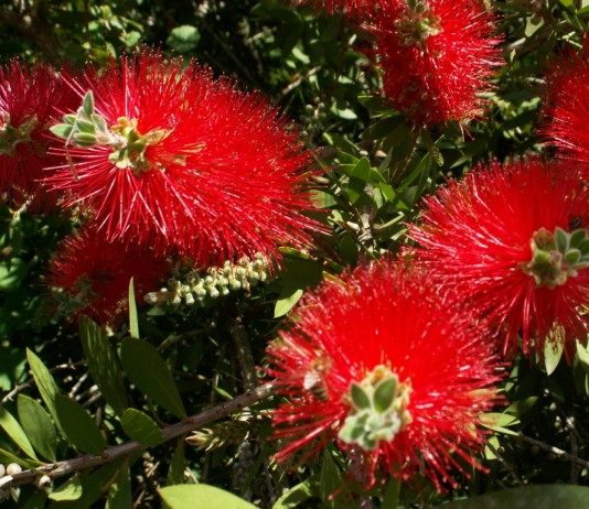 Каллистемон (Callistemon), или Красивотычиночник, или Краснотычиночник