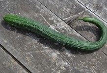 Огурец китайский