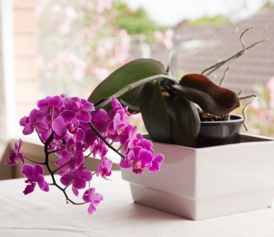 Орхидея Фаленопсис