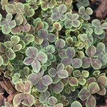 Клевер ползучий «Purpurascens Quadrifolium» Клевер ползучий «Purpurascens Quadrifolium»