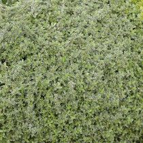 Thymus citriodorus "Silver Queen" Тимьян лимоннопахнущий "Silver Queen"