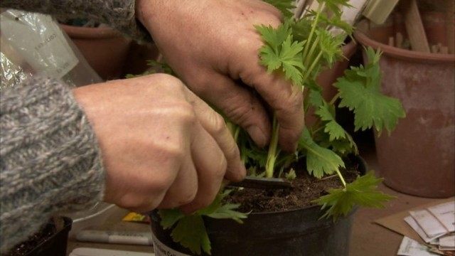 Черенкование дельфиниума Черенкование дельфиниума