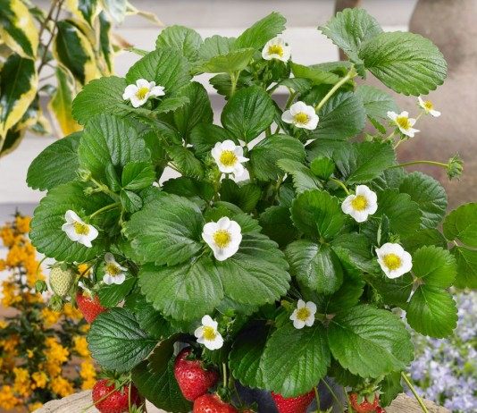 Клубника, выращиваемая в горшках