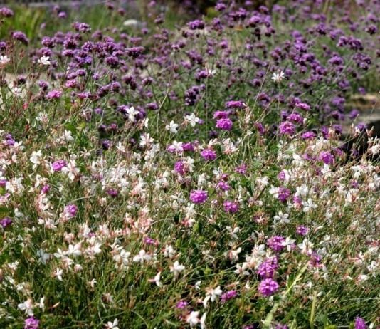Гаура Линдхеймера и Вербена буэнос-айресская
