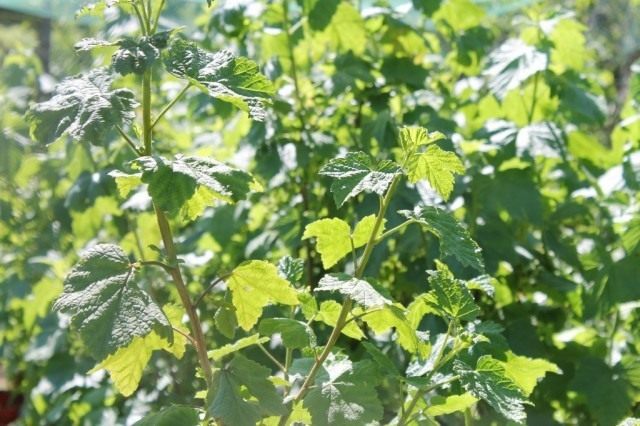Осмотрите ягодные кустарники на предмет болезней