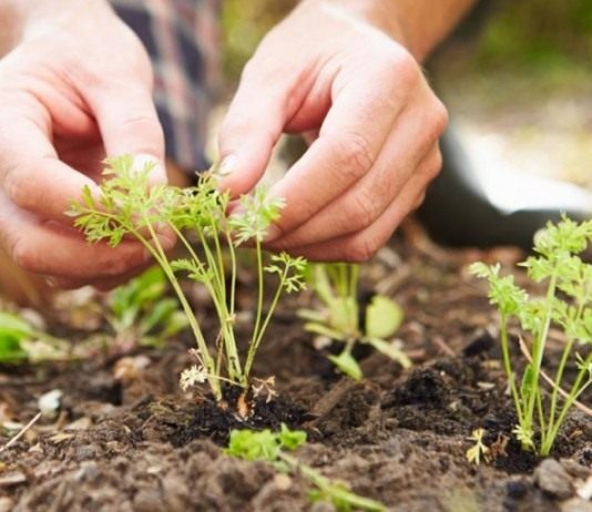 Прореживаем всходы