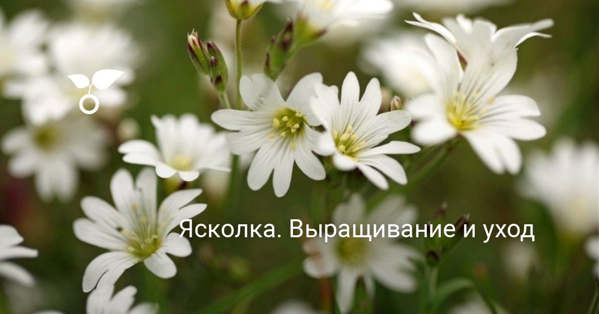 Ясколка. Выращивание и уход