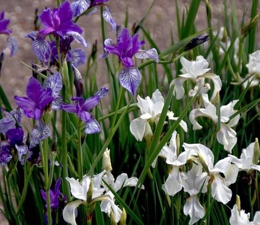 Секреты выращивания сибирских ирисов - Цветы многолетние Ирис сибирский, или Касатик сибирский