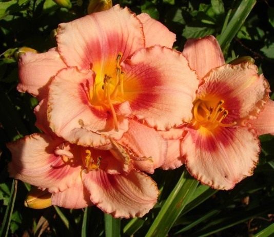 Лилейник, сорт 'Strawberry Candy'