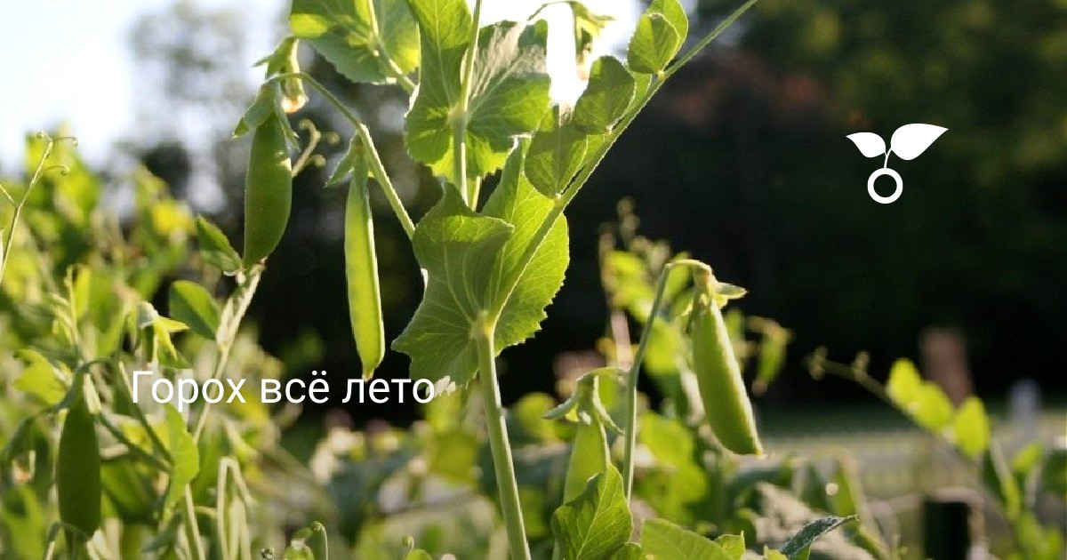 Горох всё лето