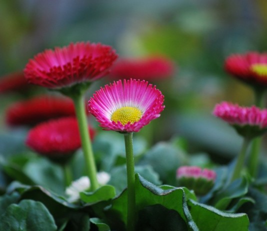 Клумба: красивая и вкусная - Цветы многолетние Маргаритки на клумбе