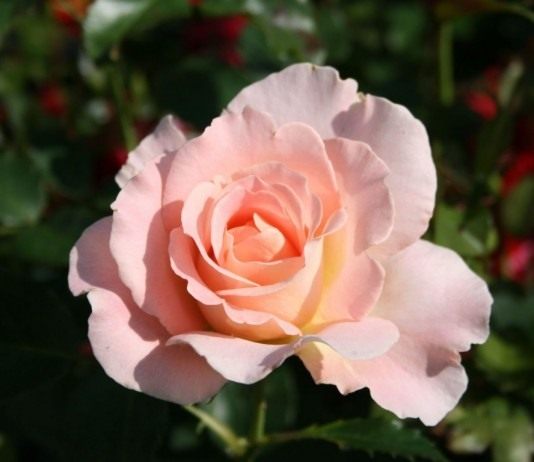 Роза «Рококо» (Rokoko)