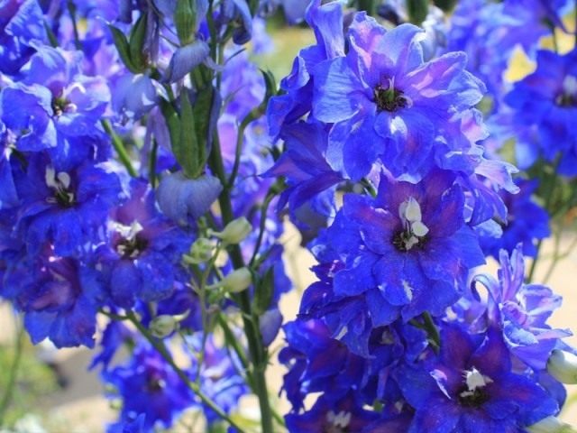 Дельфиниум «Атлантис» (Delphinium `Atlantis`)