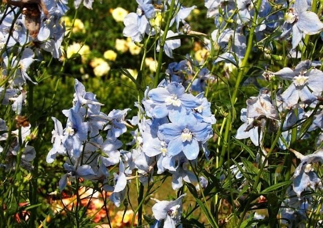 Дельфиниум «Боллклейд» (Delphinium `Ballkleid`)