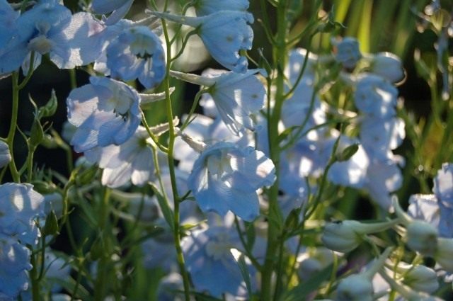 Дельфиниум «Бергхиммль» (Delphinium `Berghimmel`)