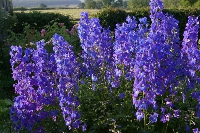 Дельфиниум «Пикколо» (Delphinium `Piccolo`)