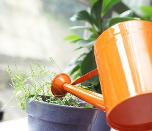 Полив комнатных растений